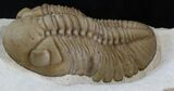 Lochovella (Reedops) Trilobite - Black Cat Mountain #1890-5